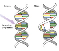 Figure showing DNA status Before & After UVC exposure